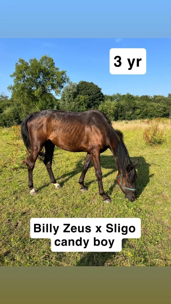 Horses - Image 4