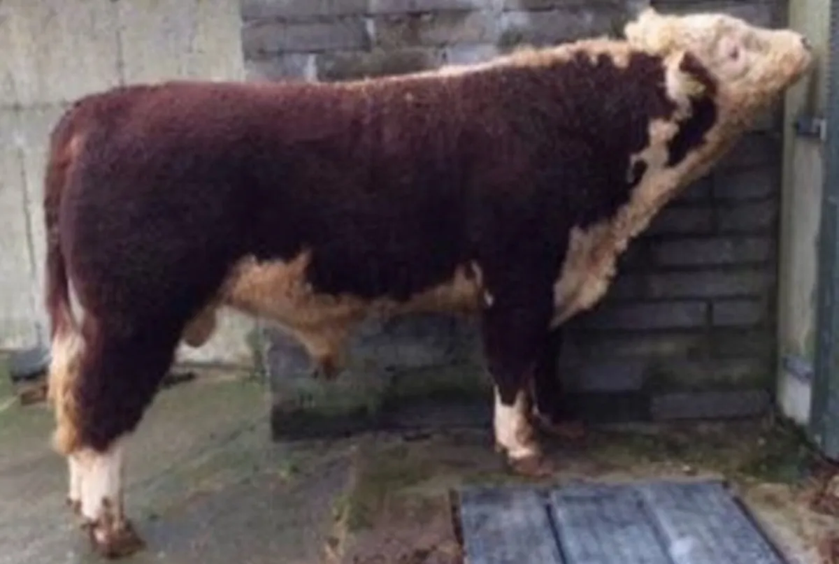 3 Pedigree Angus and Hereford Bulls - Image 1