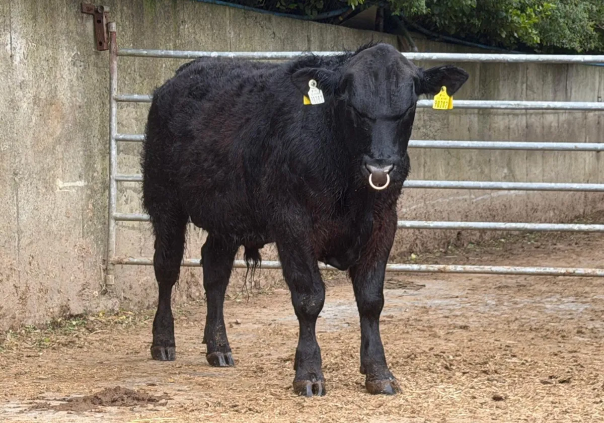 3 Pedigree Angus and Hereford Bulls - Image 2