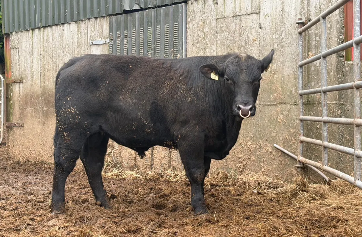3 Pedigree Angus and Hereford Bulls - Image 3