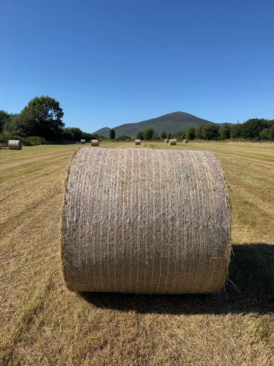 *Hay* Lismore Co Waterford - Image 2