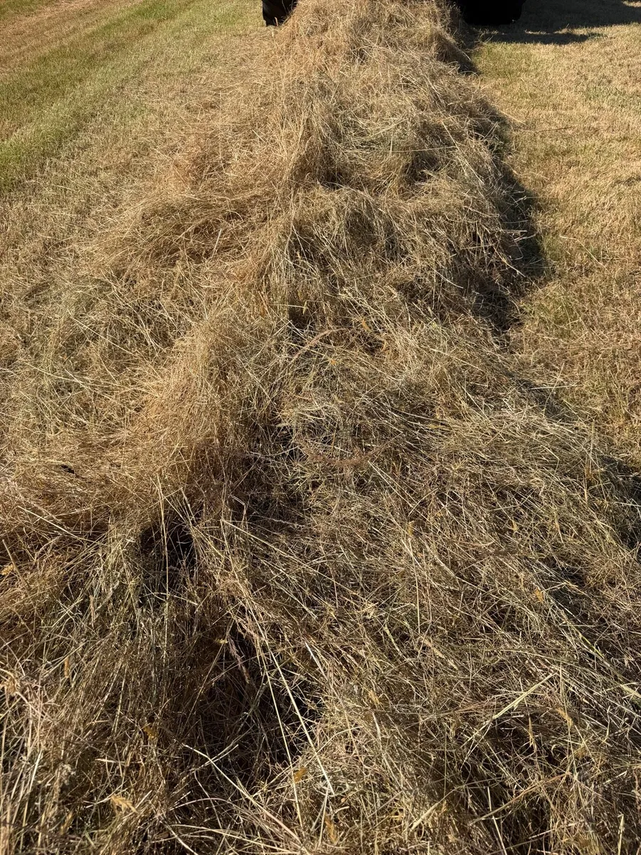 *Hay* Lismore Co Waterford - Image 3