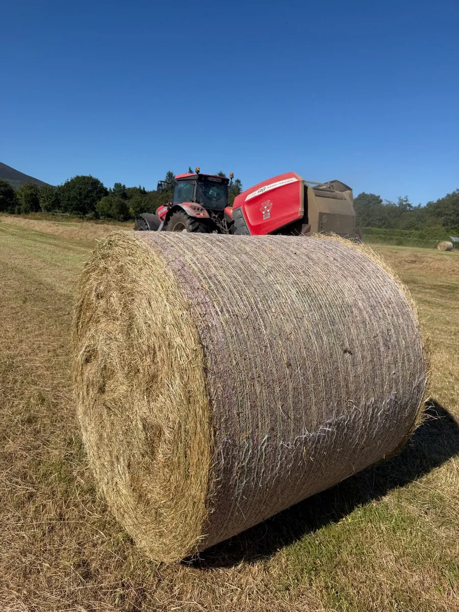 *Hay* Lismore Co Waterford - Image 4