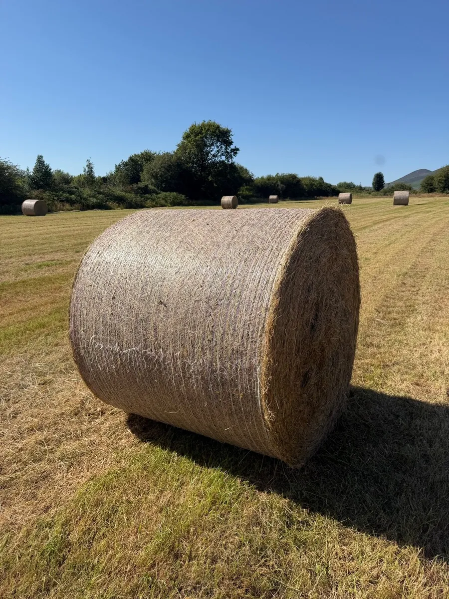 *Hay* Lismore Co Waterford - Image 1
