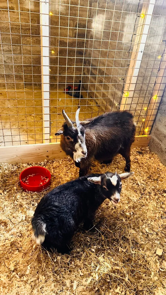 Pigmy goat female