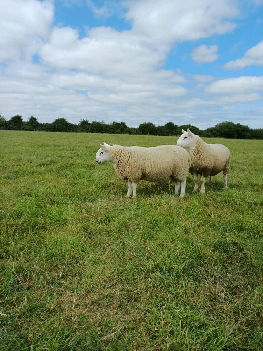 Sheep - Image 4