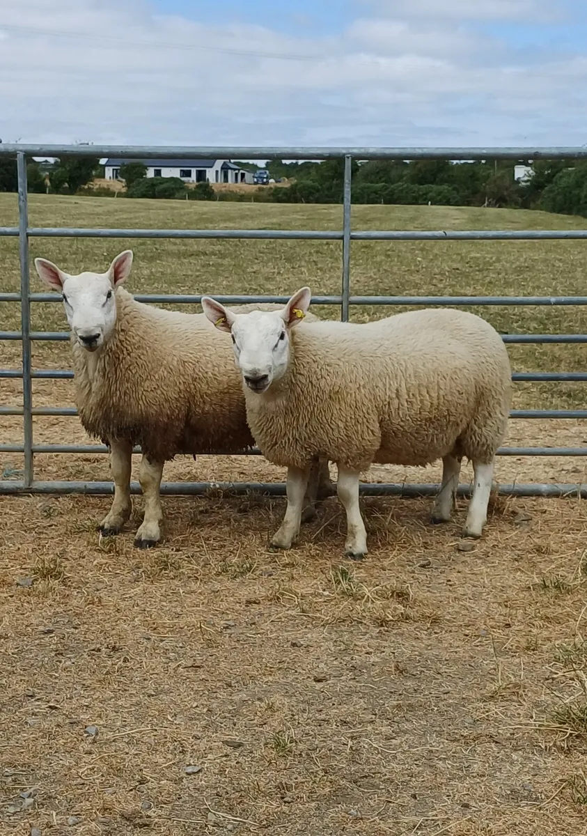 Sheep - Image 1