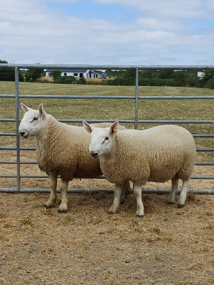 Sheep - Image 2