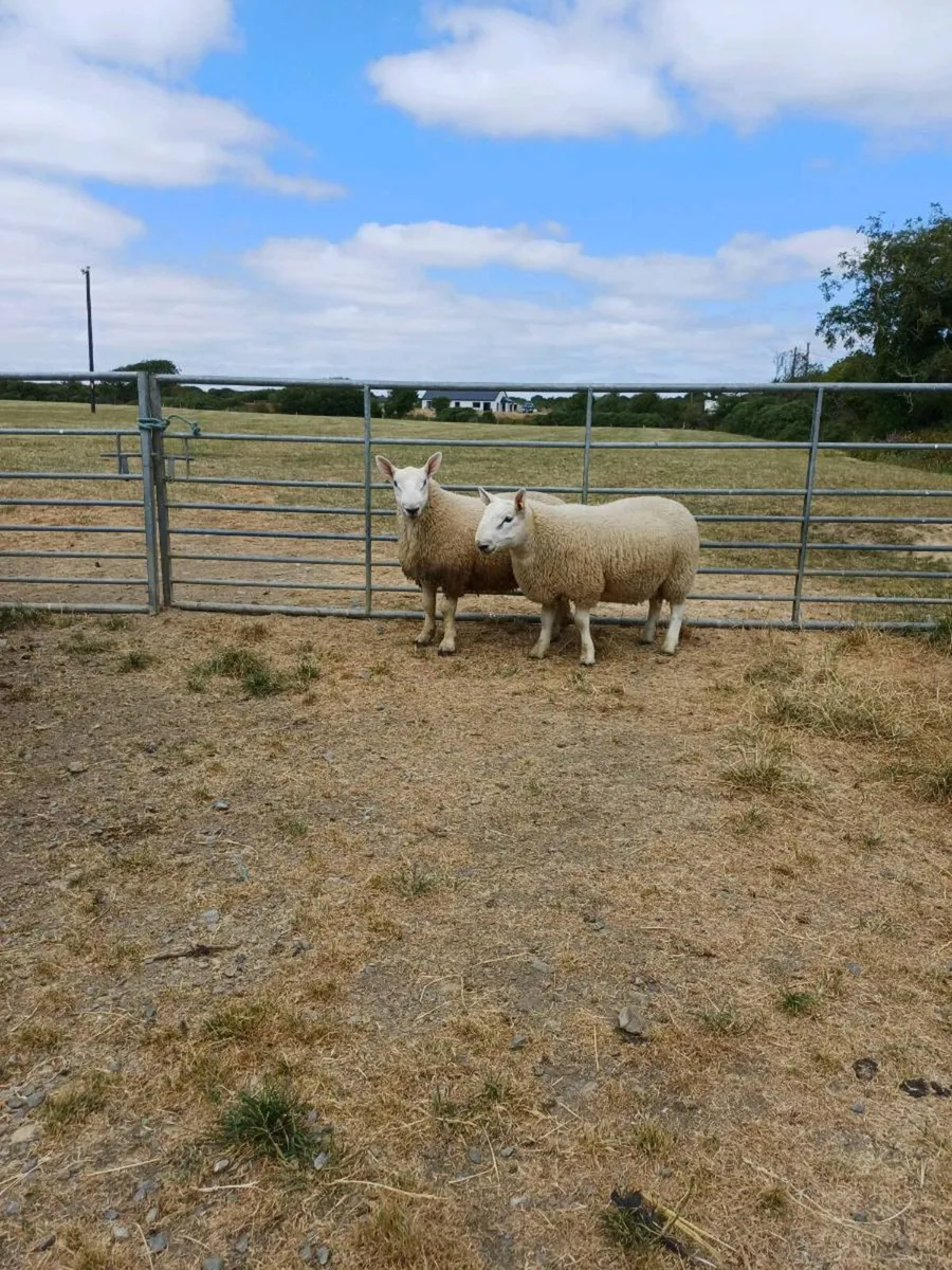 Sheep - Image 3