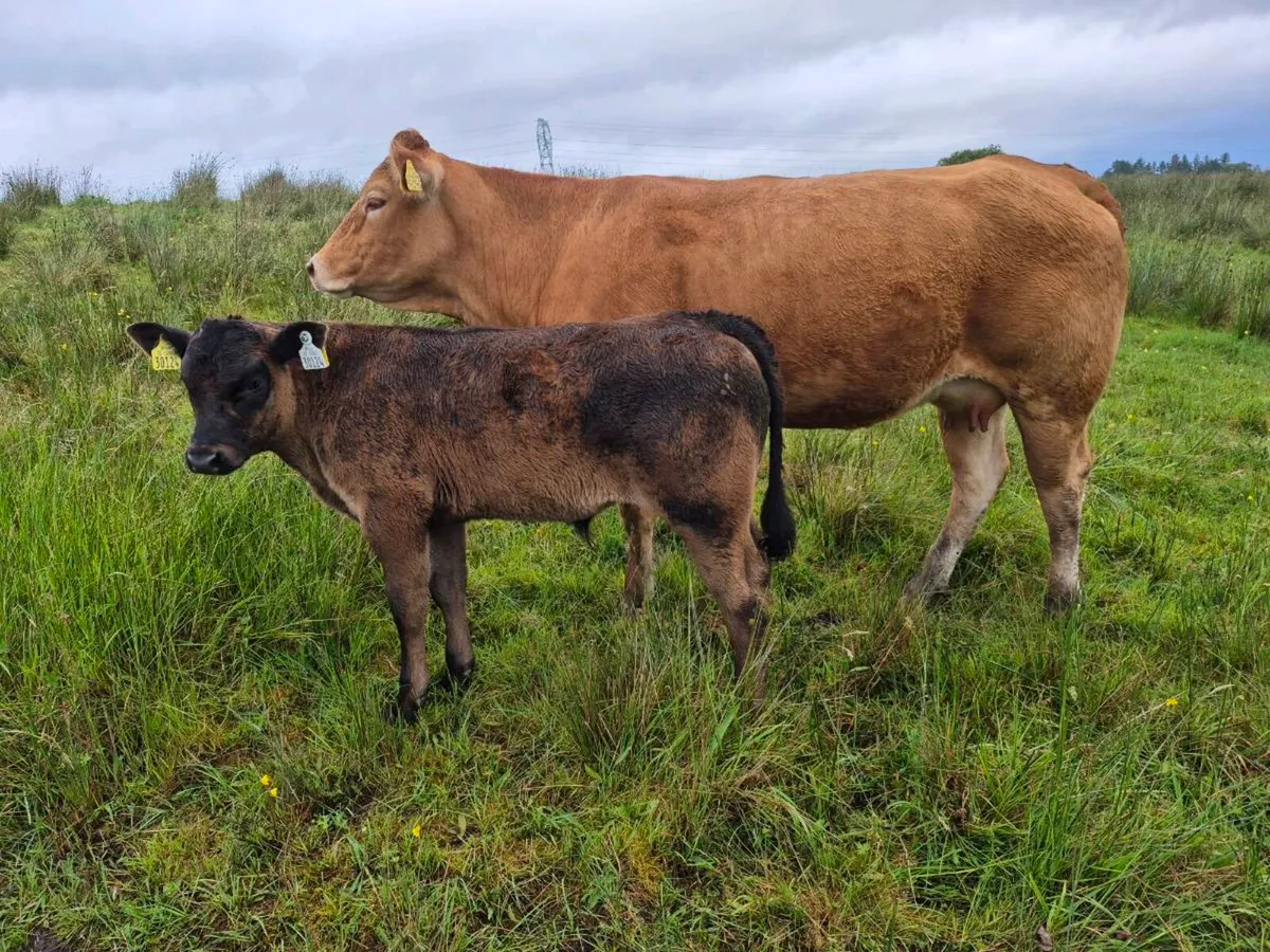 Cow and calf - Image 2