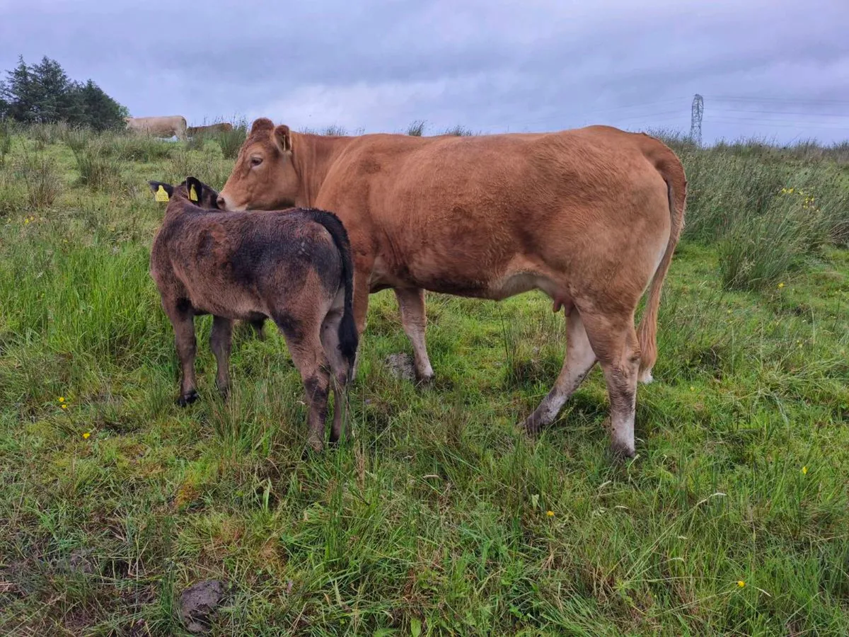 Cow and calf - Image 3