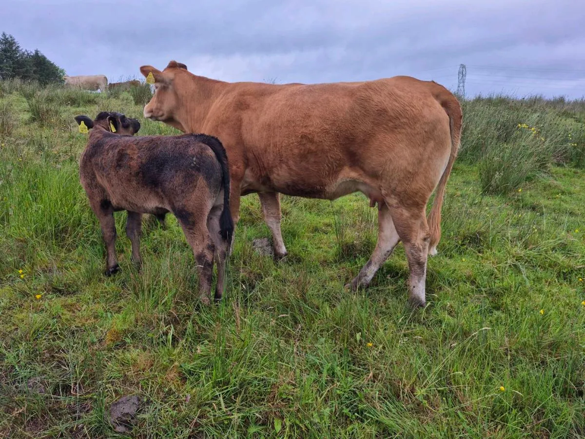 Cow and calf - Image 4