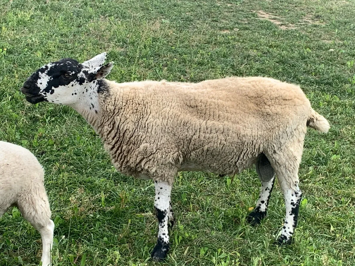 Milford ram - Image 1