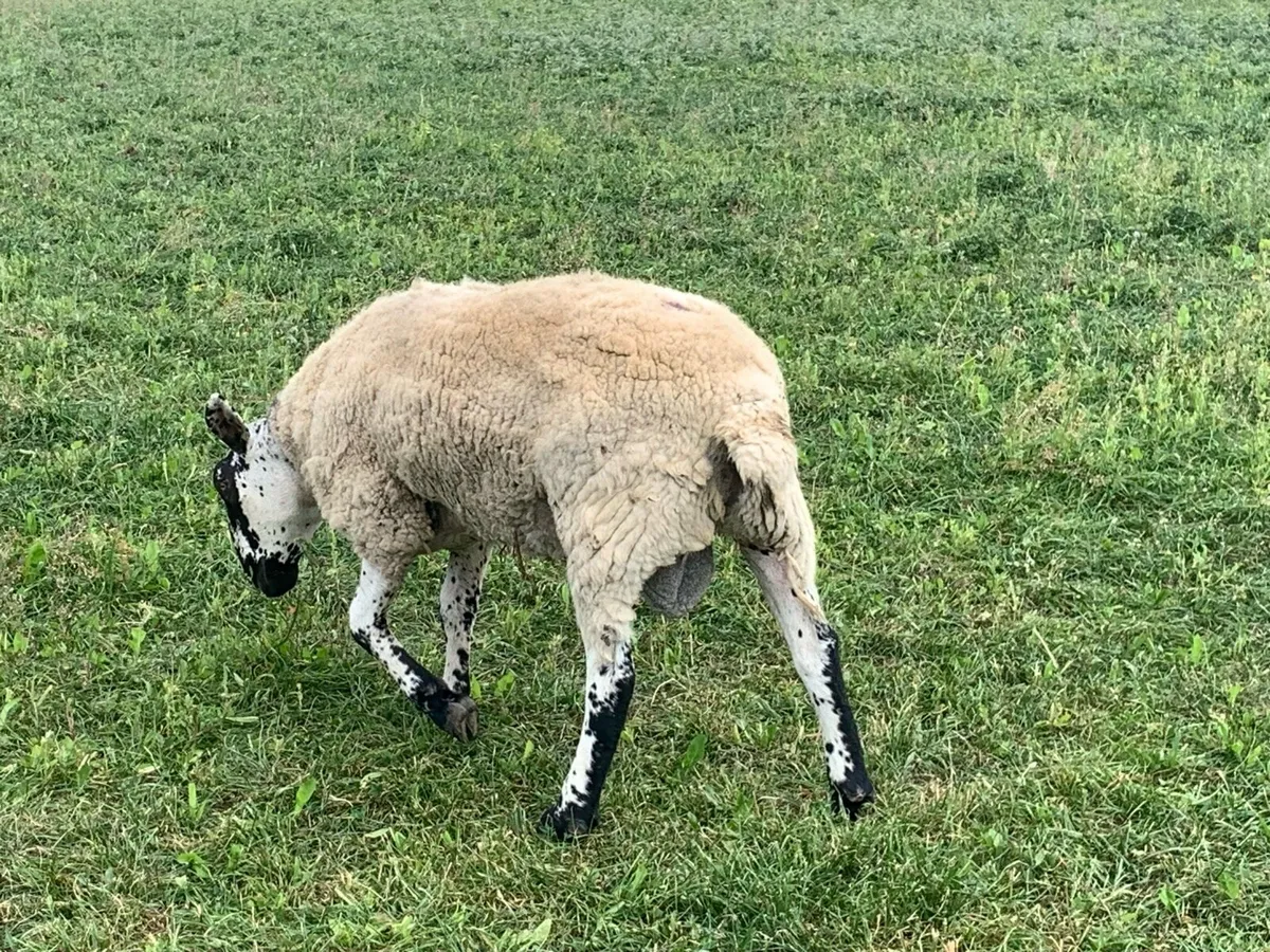 Milford ram - Image 2