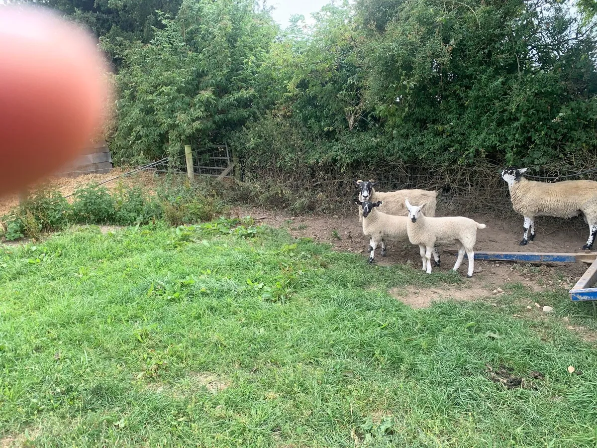 Milford ram - Image 3