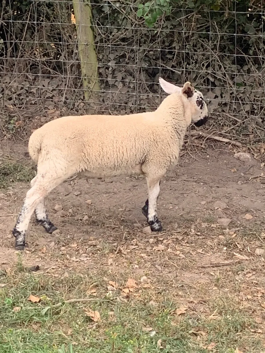 Milford ram - Image 4