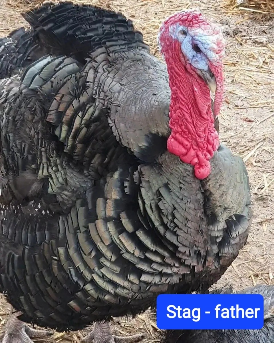 Norfolk Bronze Heritage Turkey Poults 2.5 months - Image 3