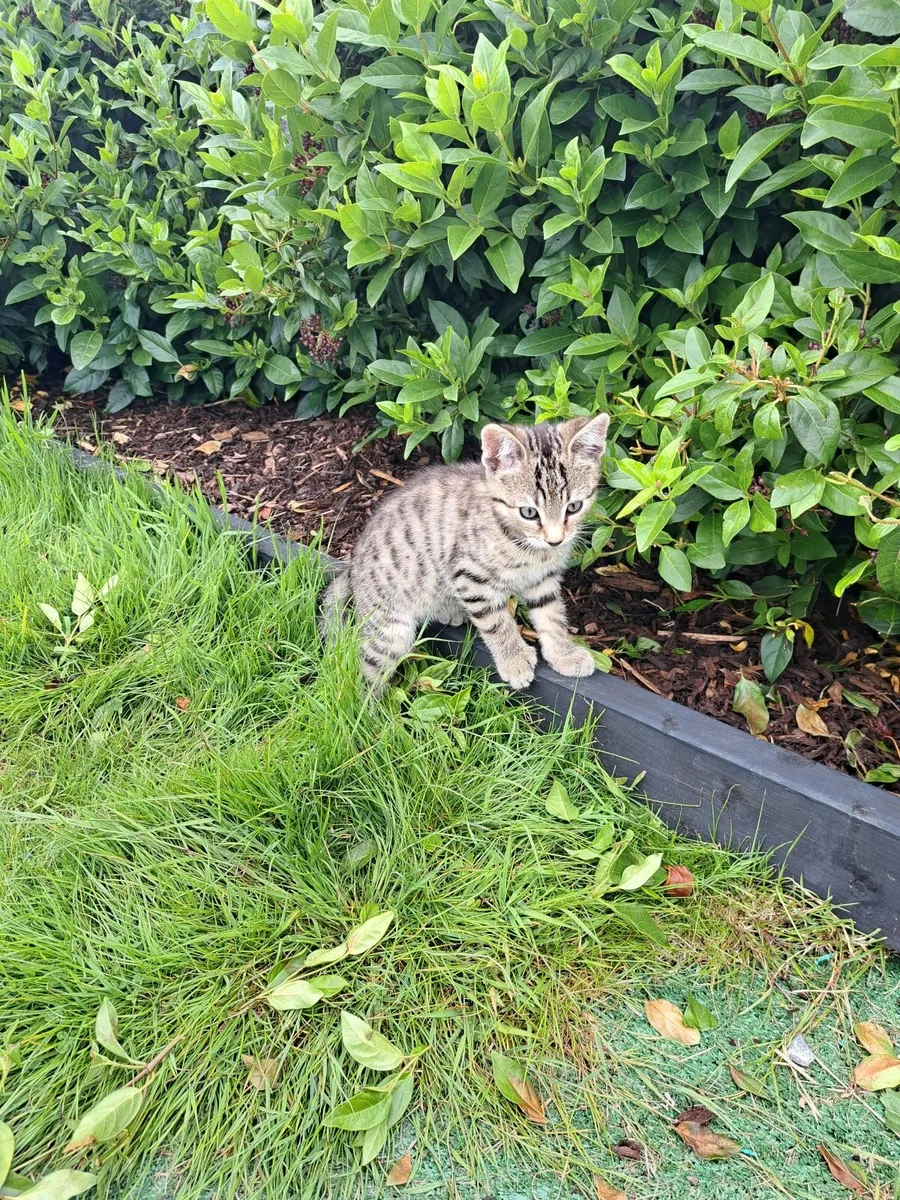 Tabby kittens - Image 1