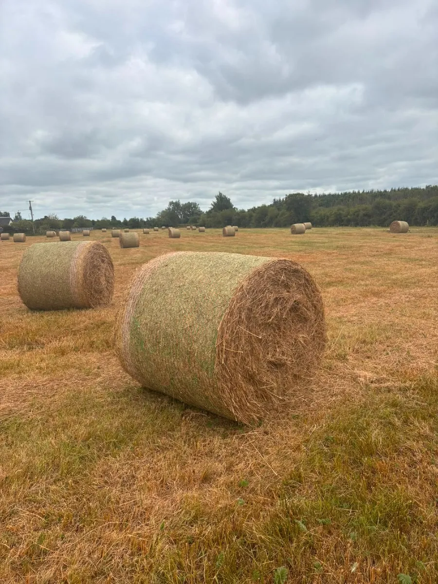 Hay - Image 2