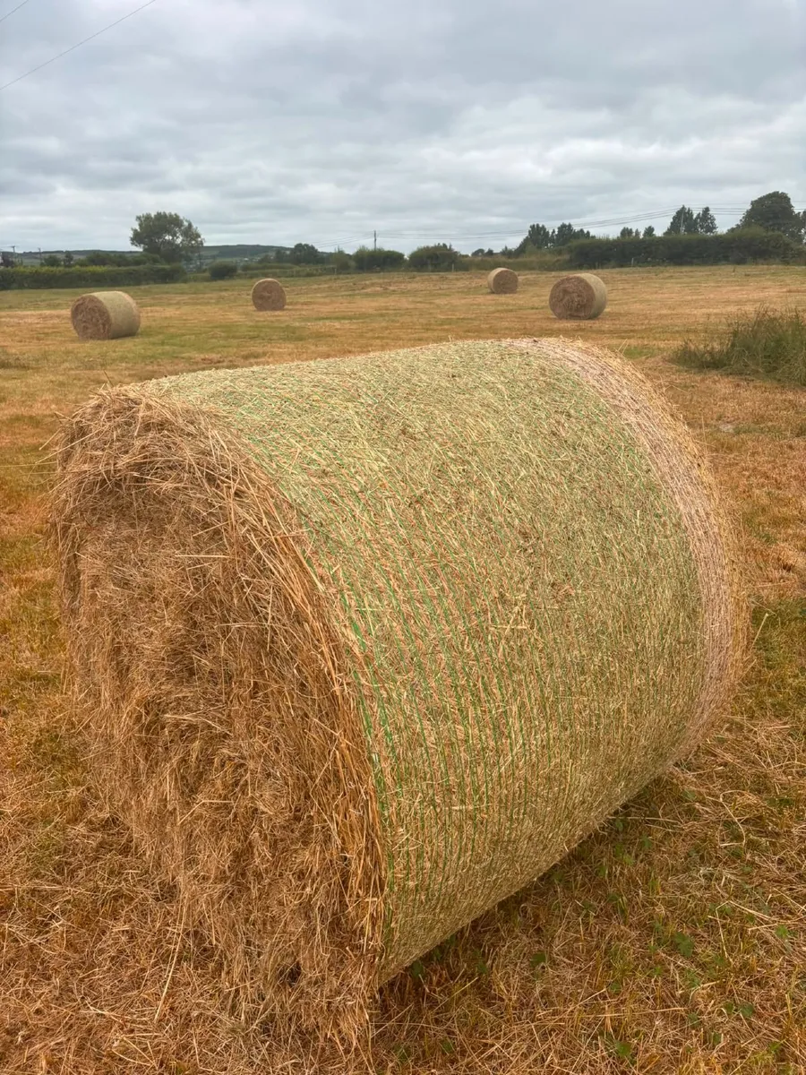 Hay - Image 3