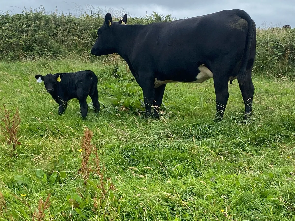 3 5 star Cows and calves - Image 2
