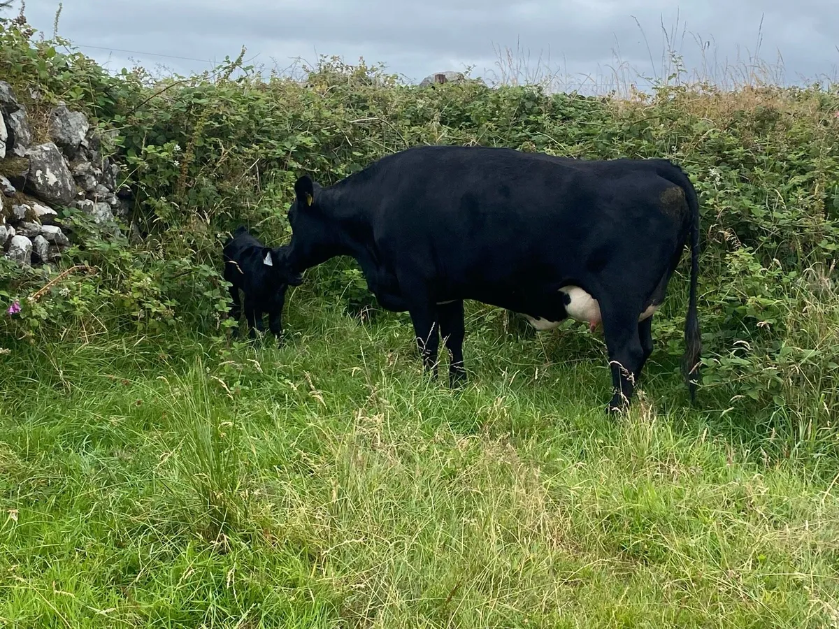 3 5 star Cows and calves - Image 3