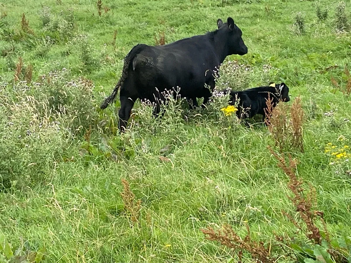 3 5 star Cows and calves - Image 4