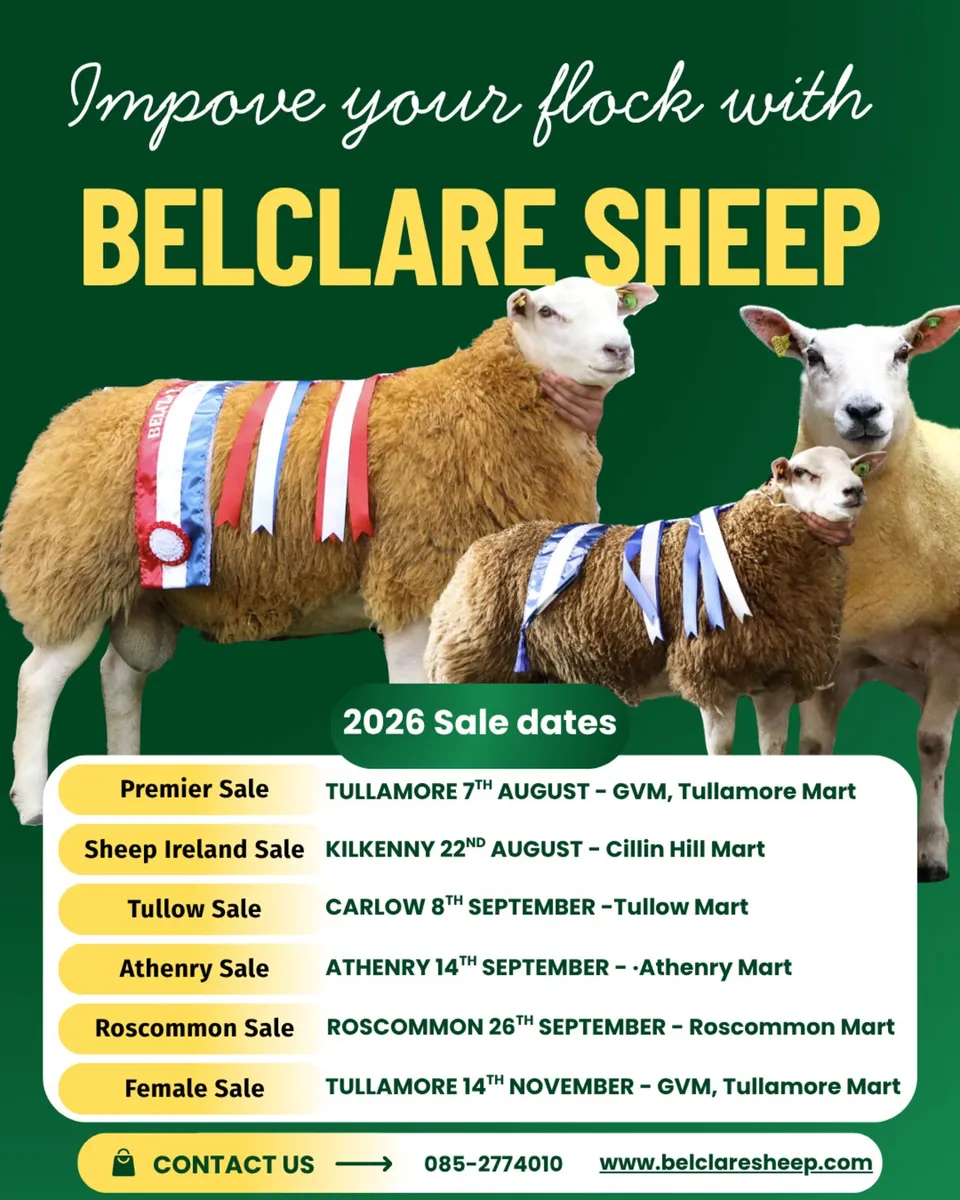 💥Belclare Sheep Society Sales💥 - Image 2