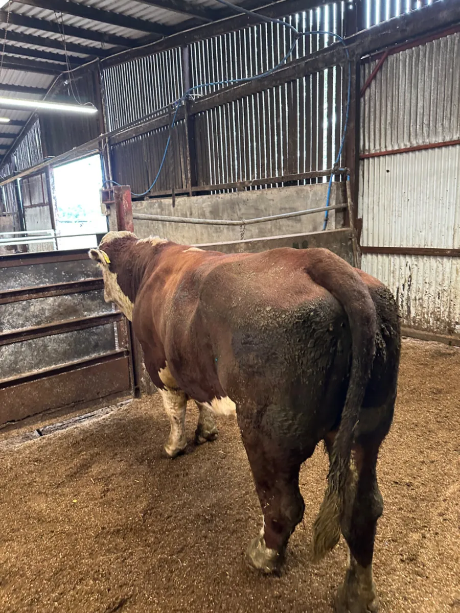 Pedigree Hereford bull - Image 4
