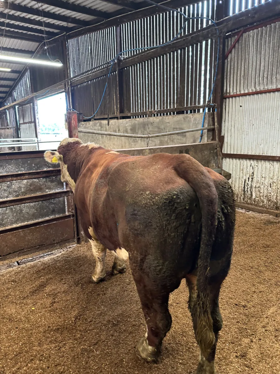 Pedigree Hereford bull - Image 3