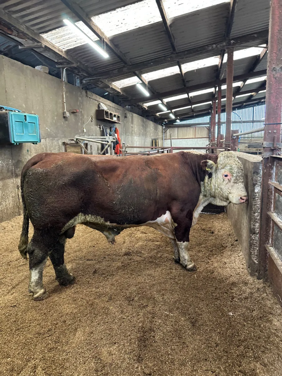Pedigree Hereford bull - Image 2