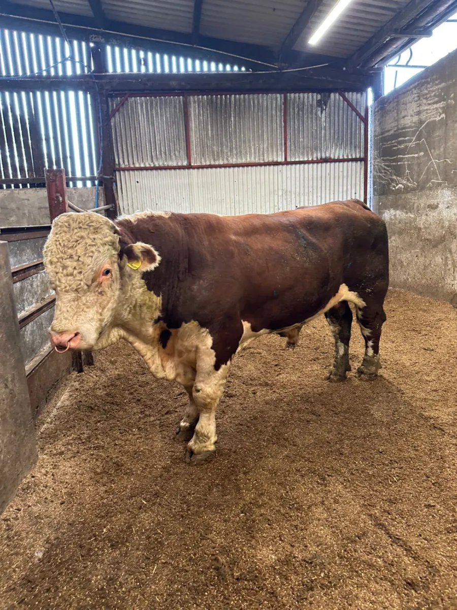 Pedigree Hereford bull - Image 1
