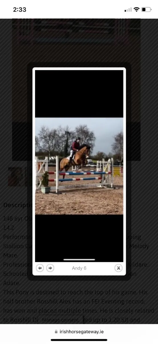 Performance Bred Full Connemara Pony - Image 3
