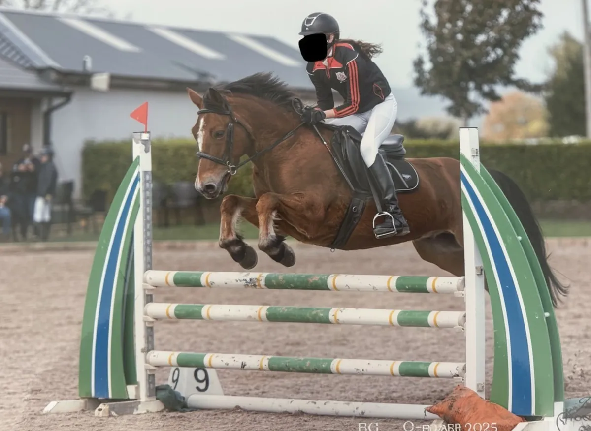 Performance Bred Full Connemara Pony - Image 1