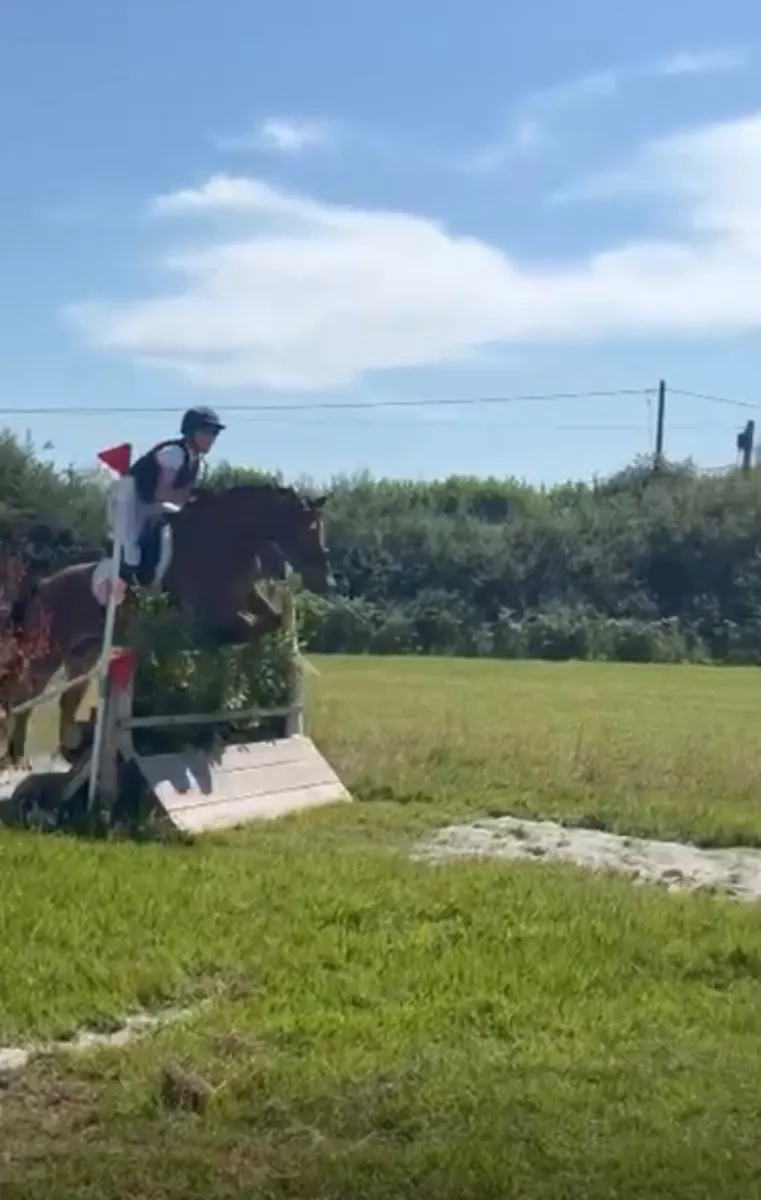 Performance Bred Full Connemara Pony - Image 2
