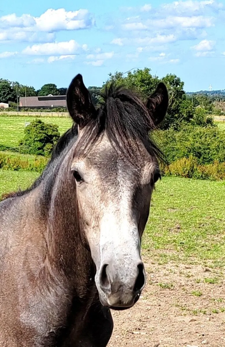 ⭐ Gwennic de Goariva colt - Image 1
