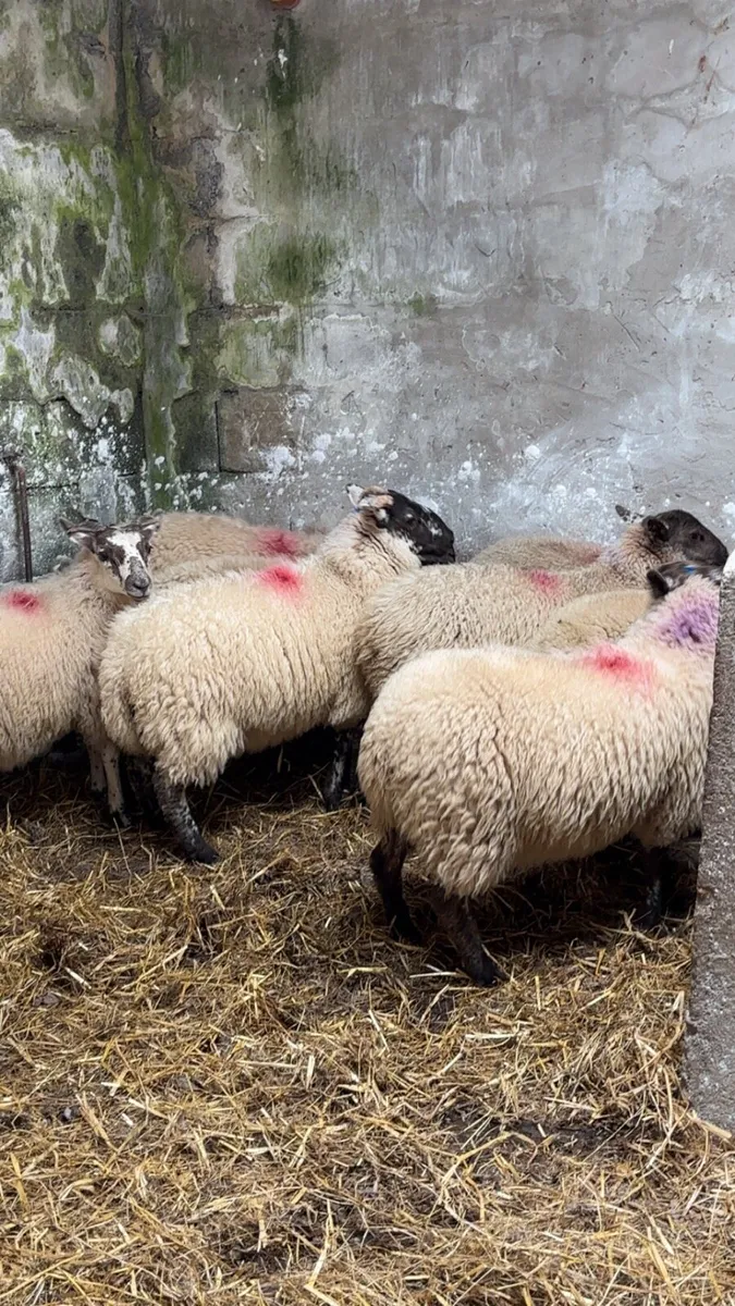 8 organic ewe lambs chevoit cross - Image 2