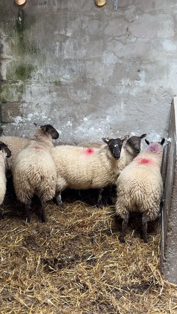 8 organic ewe lambs chevoit cross - Image 3