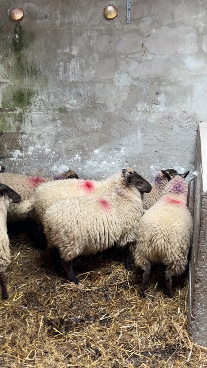 8 organic ewe lambs chevoit cross - Image 4