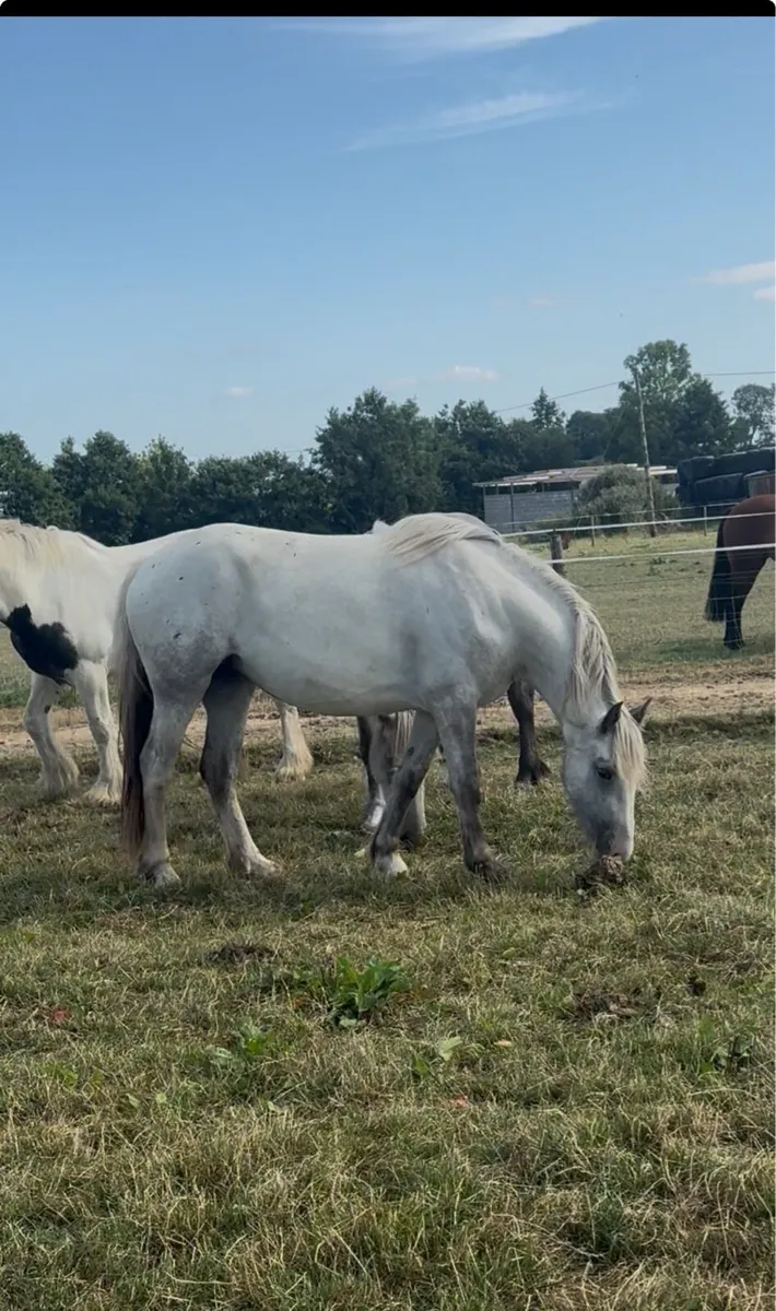 Quality ID x Cob filly’s - Image 1