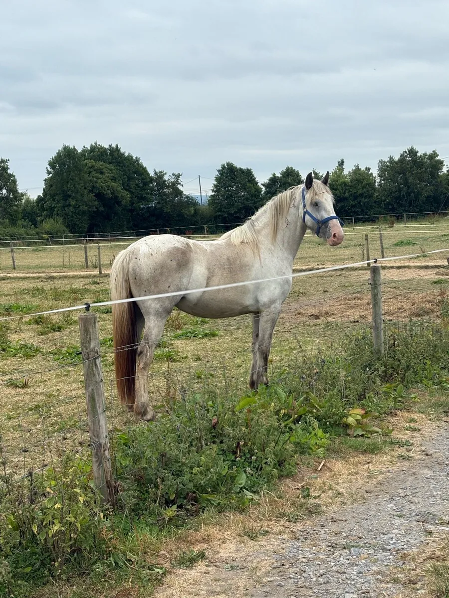 Quality ID x Cob filly’s - Image 2