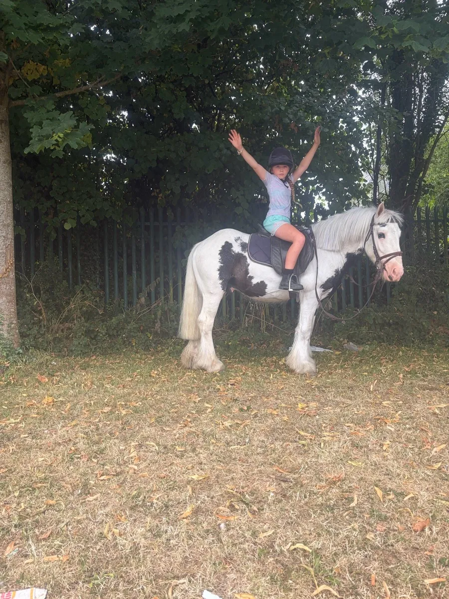 Pony - Image 4