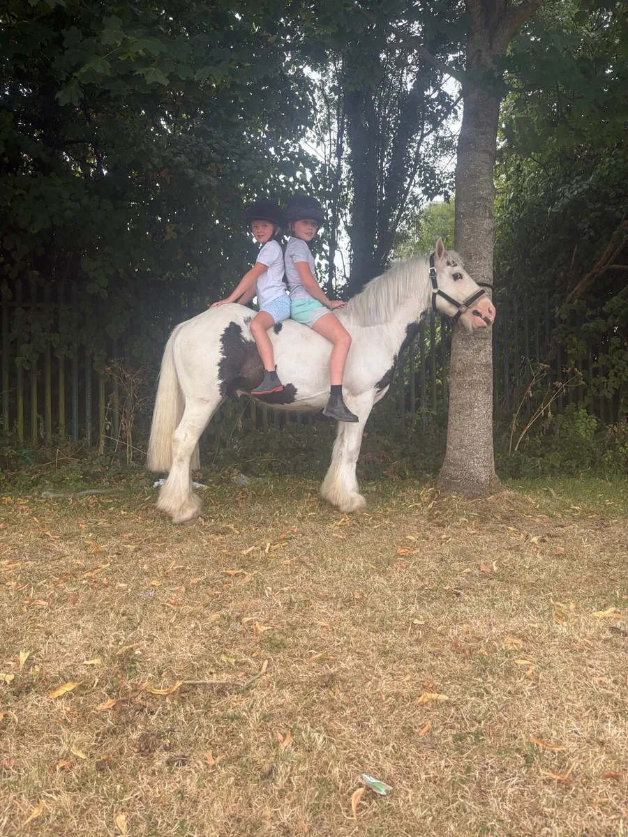 Pony - Image 3