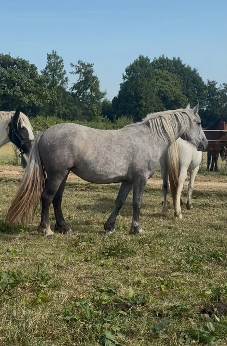 Quality ID x Cob filly’s - Image 3