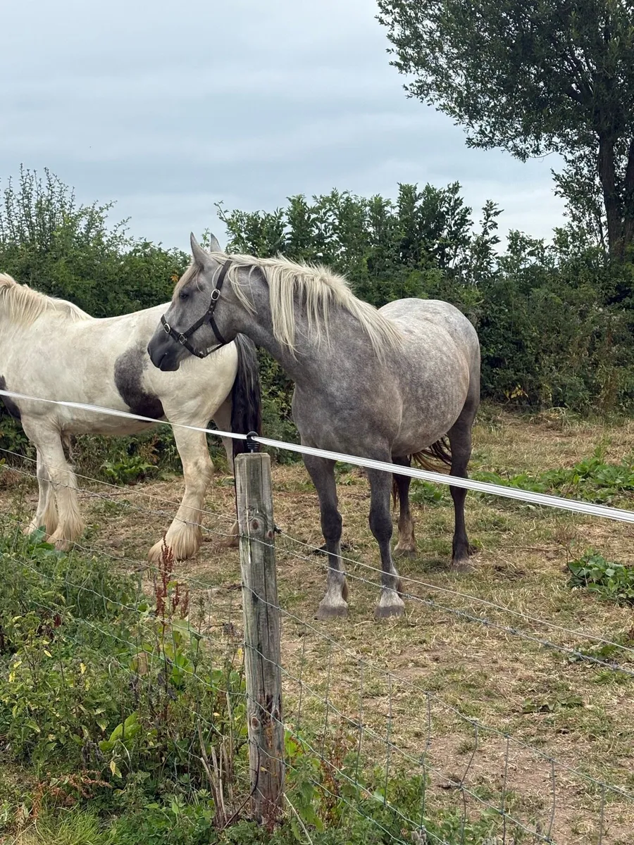 Quality ID x Cob filly’s - Image 4