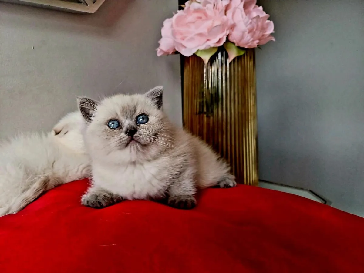 British shorthair kittens 🥰 - Image 4