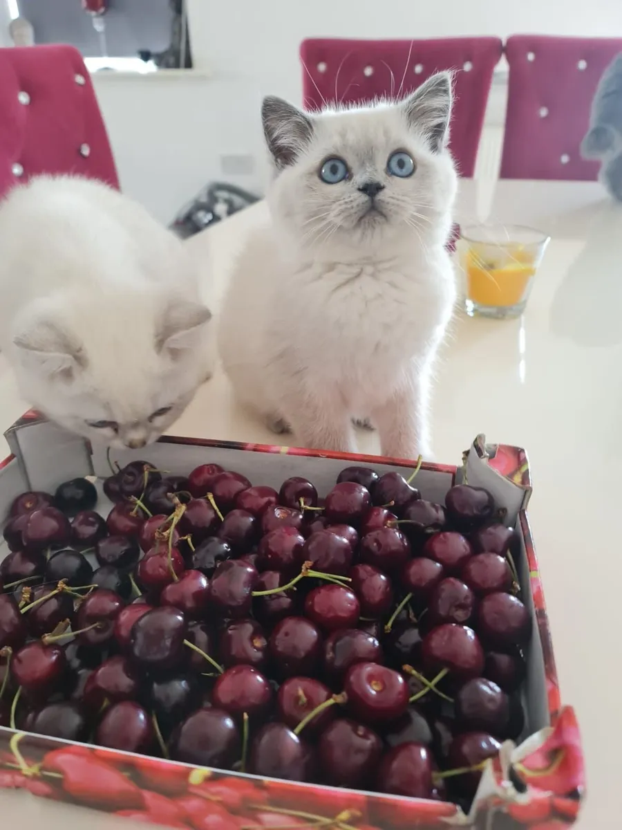 British shorthair kittens 🥰 - Image 2