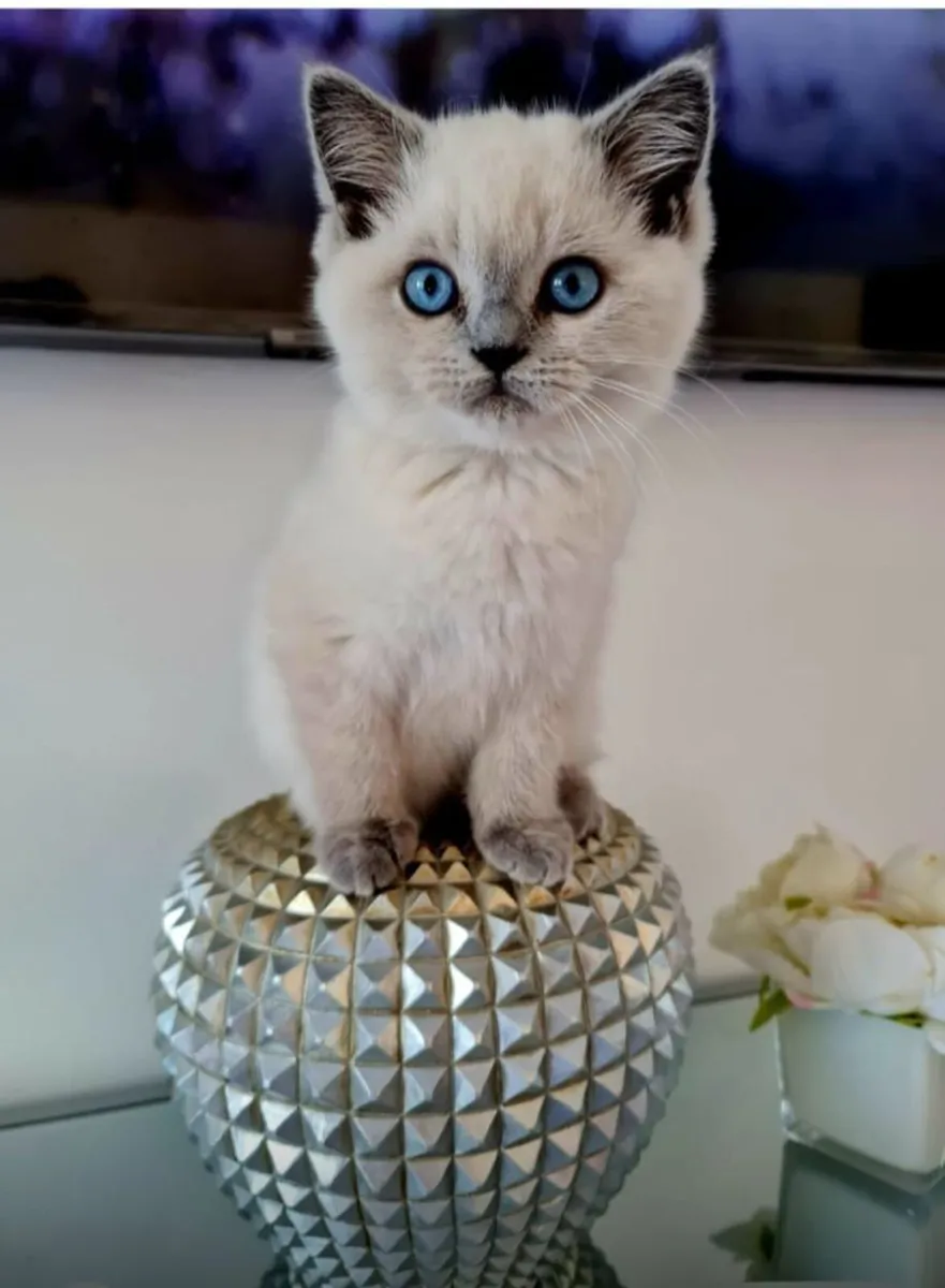 British shorthair kittens 🥰 - Image 1