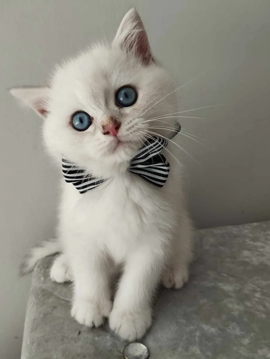 British shorthair kittens 🥰 - Image 3