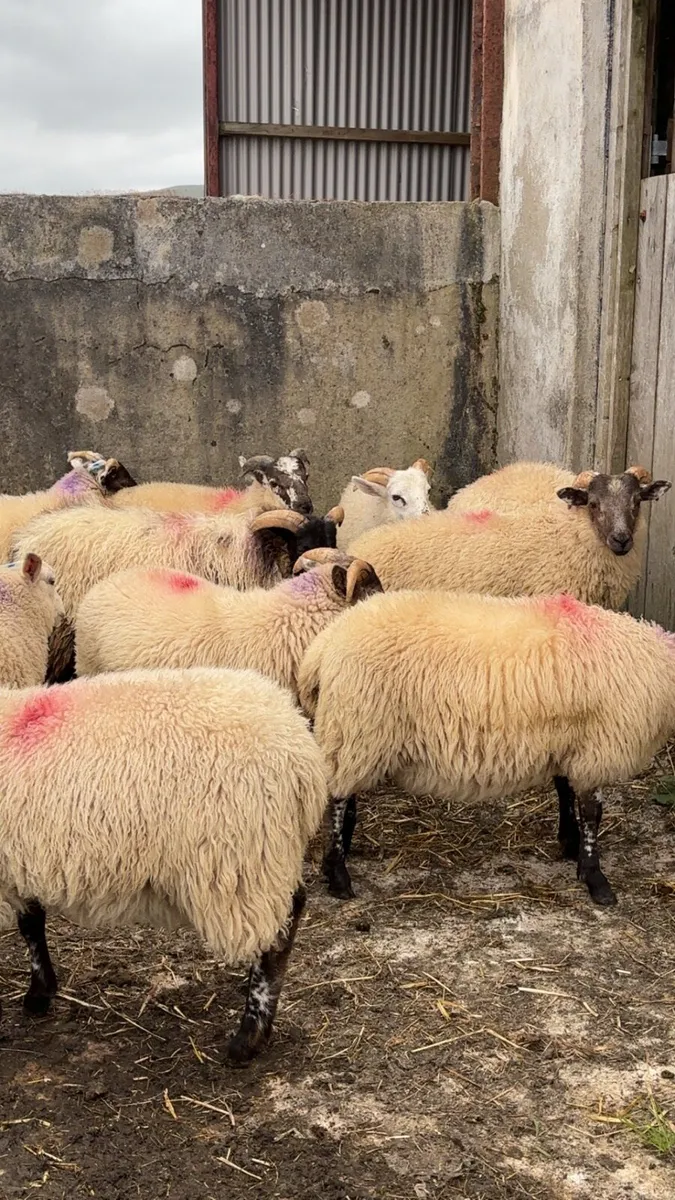 13 ram lambs - Image 1
